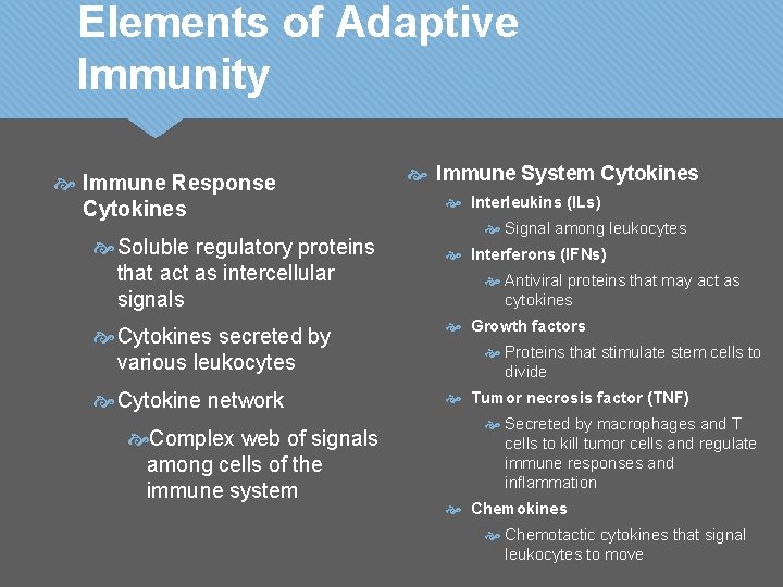 Elements of Adaptive Immunity Immune Response Cytokines Soluble regulatory proteins that act as intercellular