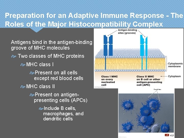 Preparation for an Adaptive Immune Response - The Roles of the Major Histocompatibility Complex