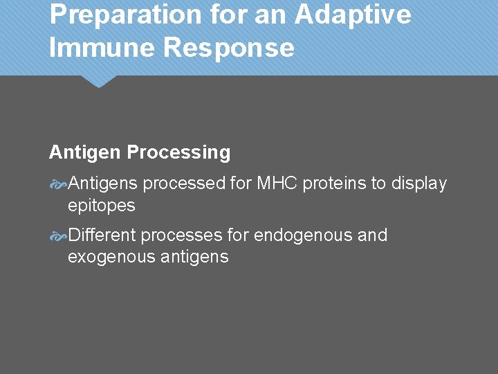 Preparation for an Adaptive Immune Response Antigen Processing Antigens processed for MHC proteins to