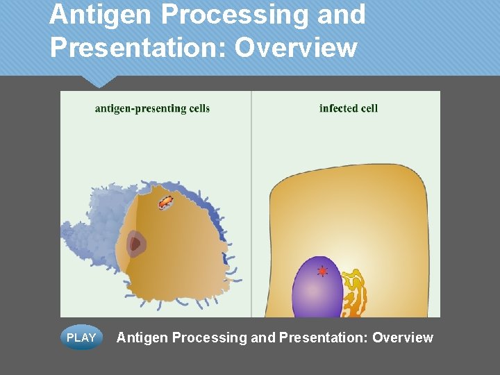 Antigen Processing and Presentation: Overview PLAY Antigen Processing and Presentation: Overview 