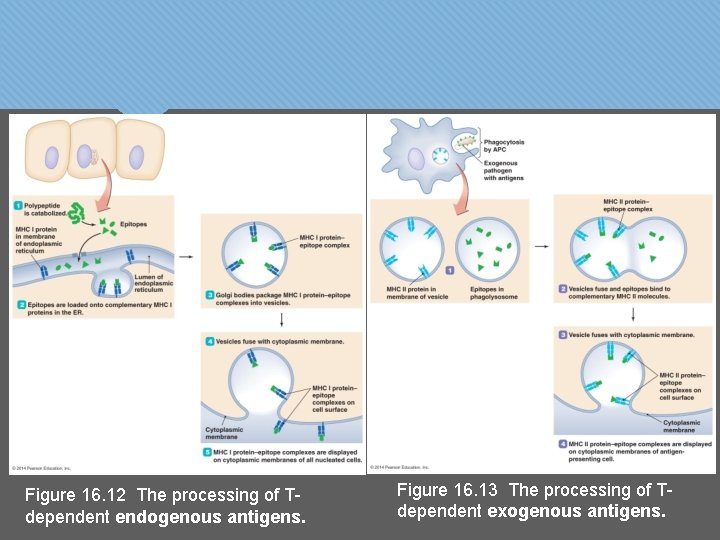 Figure 16. 12 The processing of Tdependent endogenous antigens. Figure 16. 13 The processing