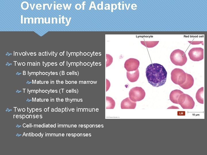 Overview of Adaptive Immunity Involves activity of lymphocytes Two main types of lymphocytes B