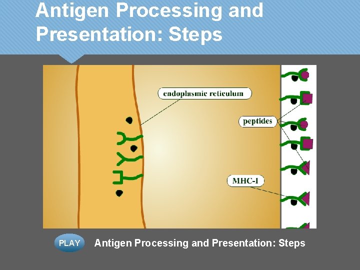 Antigen Processing and Presentation: Steps PLAY Antigen Processing and Presentation: Steps 