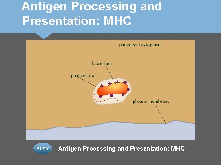 Antigen Processing and Presentation: MHC PLAY Antigen Processing and Presentation: MHC 