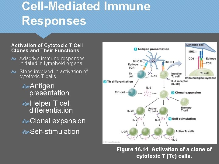 Cell-Mediated Immune Responses Activation of Cytotoxic T Cell Clones and Their Functions Adaptive immune