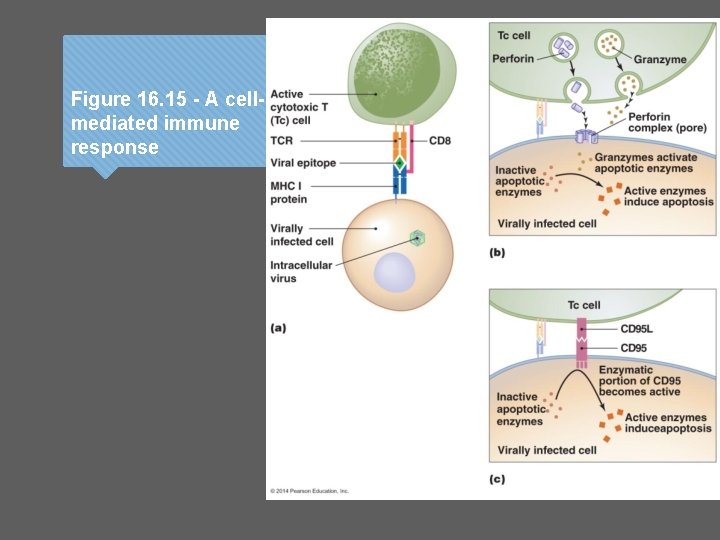 Figure 16. 15 - A cellmediated immune response 