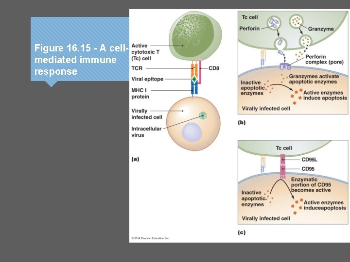 Figure 16. 15 - A cellmediated immune response Figure 16. 15 - A cellmediated immune response