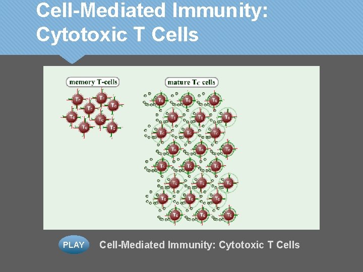Cell-Mediated Immunity: Cytotoxic T Cells PLAY Cell-Mediated Immunity: Cytotoxic T Cells 