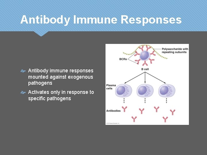 Antibody Immune Responses Antibody immune responses mounted against exogenous pathogens Activates only in response