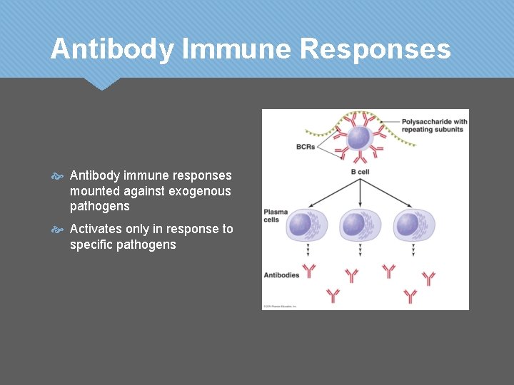 Antibody Immune Responses Antibody immune responses mounted against exogenous pathogens Activates only in response Antibody Immune Responses Antibody immune responses mounted against exogenous pathogens Activates only in response