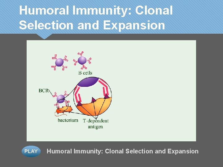 Humoral Immunity: Clonal Selection and Expansion PLAY Humoral Immunity: Clonal Selection and Expansion 