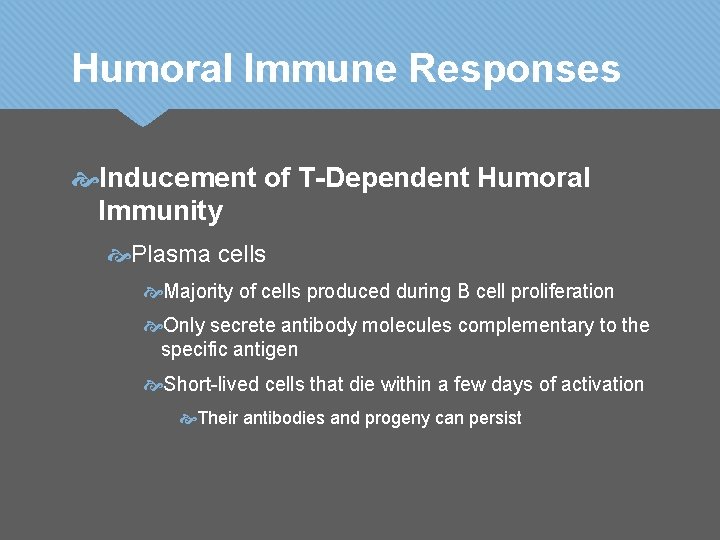 Humoral Immune Responses Inducement of T-Dependent Humoral Immunity Plasma cells Majority of cells produced