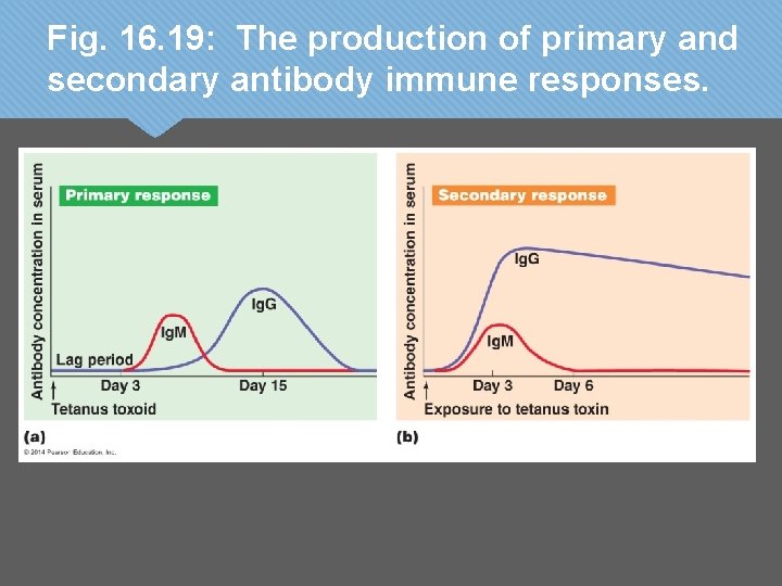 Fig. 16. 19: The production of primary and secondary antibody immune responses. 