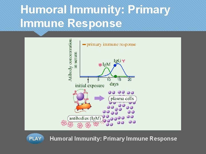 Humoral Immunity: Primary Immune Response PLAY Humoral Immunity: Primary Immune Response 