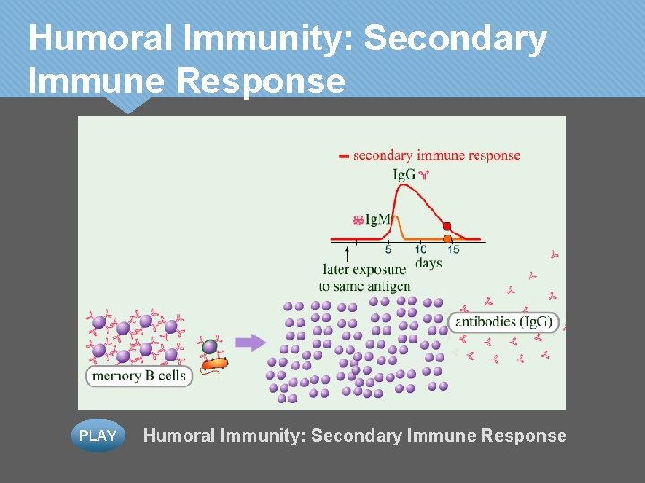 Humoral Immunity: Secondary Immune Response PLAY Humoral Immunity: Secondary Immune Response 