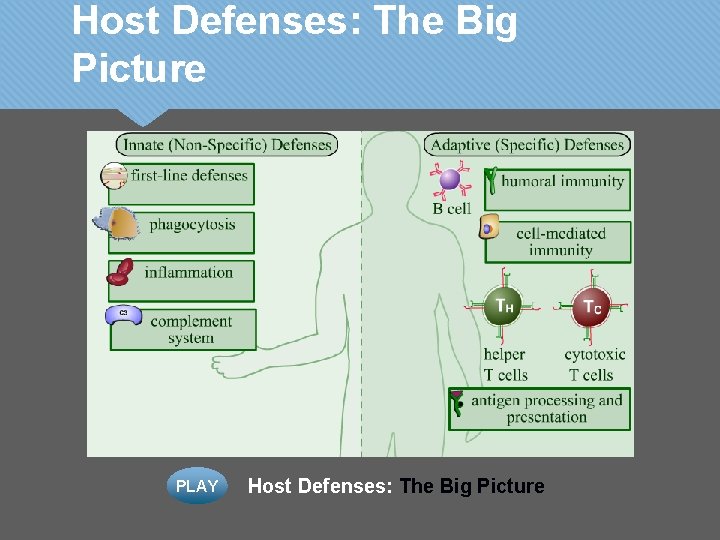 Host Defenses: The Big Picture PLAY Host Defenses: The Big Picture 