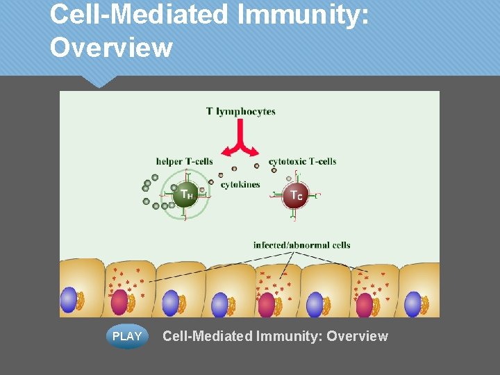 Cell-Mediated Immunity: Overview PLAY Cell-Mediated Immunity: Overview 