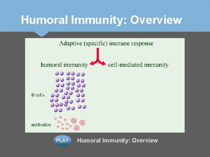 Humoral Immunity: Overview PLAY Humoral Immunity: Overview 