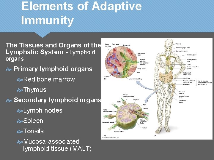 Elements of Adaptive Immunity The Tissues and Organs of the Lymphatic System - Lymphoid