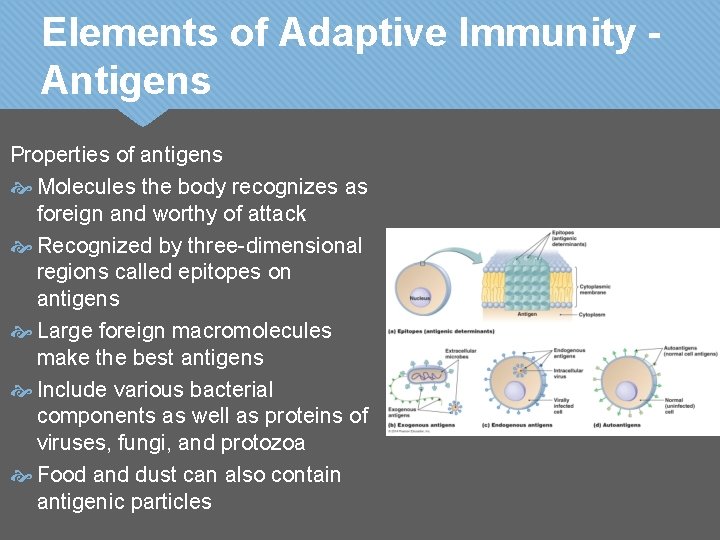 Elements of Adaptive Immunity Antigens Properties of antigens Molecules the body recognizes as foreign