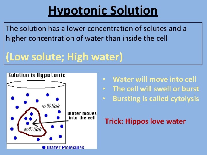 Hypotonic Solution The solution has a lower concentration of solutes and a higher concentration