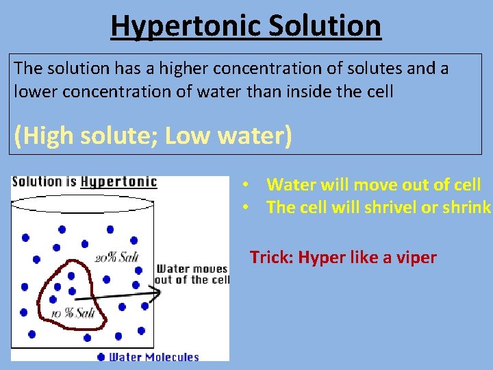 Hypertonic Solution The solution has a higher concentration of solutes and a lower concentration
