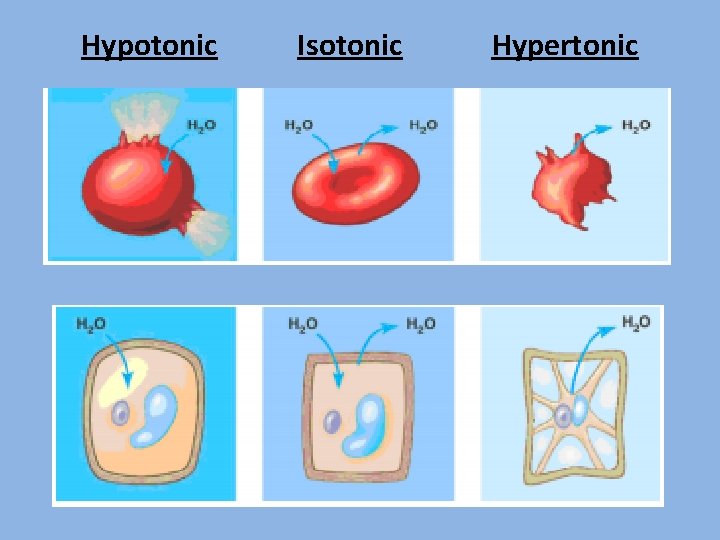 Hypotonic Isotonic Hypertonic 