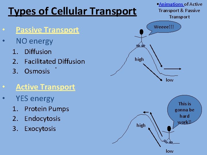  • Animations of Active Transport & Passive Transport Types of Cellular Transport •