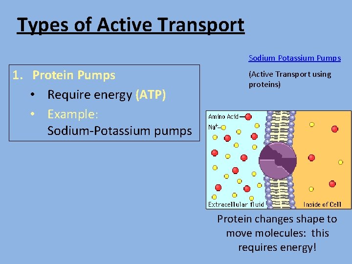 Types of Active Transport Sodium Potassium Pumps 1. Protein Pumps • Require energy (ATP)