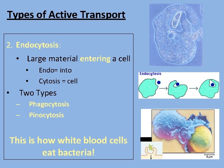 Types of Active Transport 2. Endocytosis: • Large material entering a cell • •