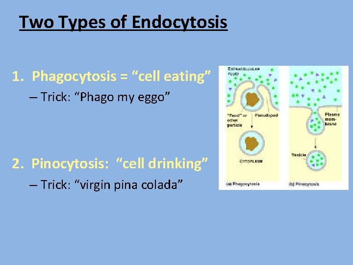 Two Types of Endocytosis 1. Phagocytosis = “cell eating” – Trick: “Phago my eggo”