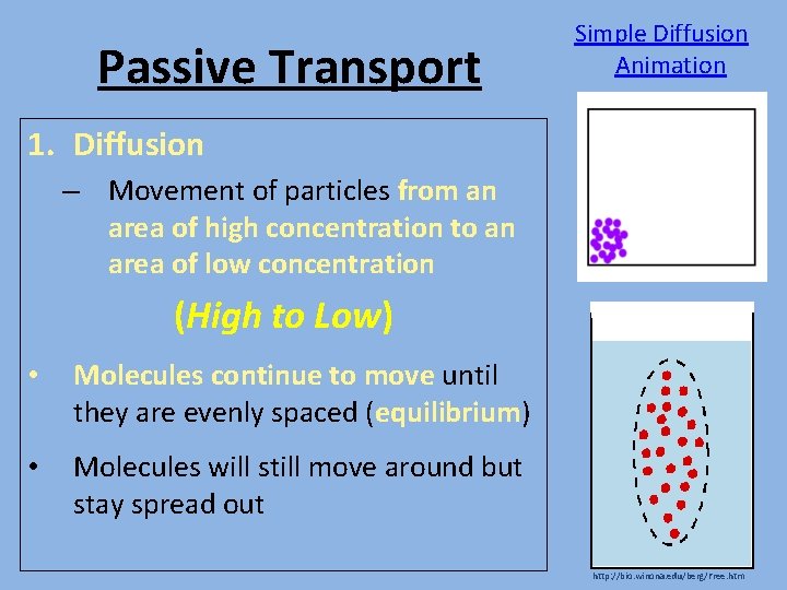 Passive Transport Simple Diffusion Animation 1. Diffusion – Movement of particles from an area