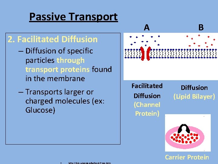 Passive Transport 2. Facilitated Diffusion – Diffusion of specific particles through transport proteins found