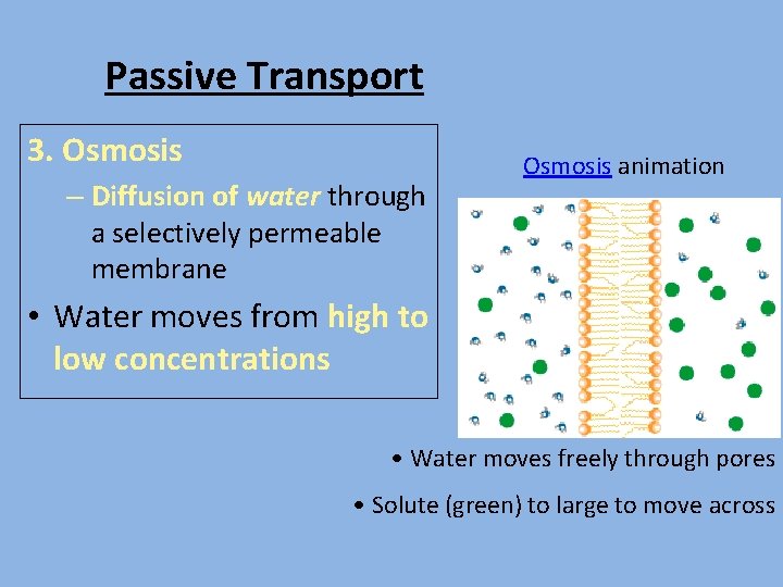 Passive Transport 3. Osmosis – Diffusion of water through a selectively permeable membrane Osmosis