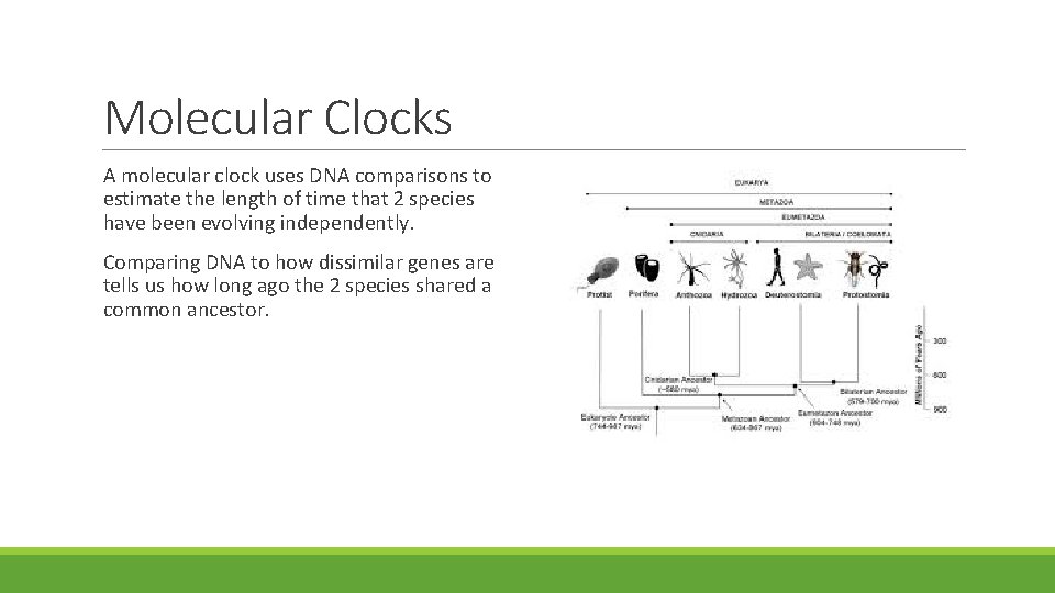 Molecular Clocks A molecular clock uses DNA comparisons to estimate the length of time