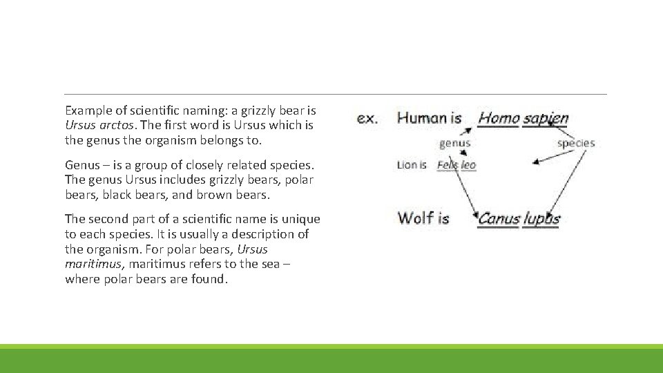 Example of scientific naming: a grizzly bear is Ursus arctos. The first word is