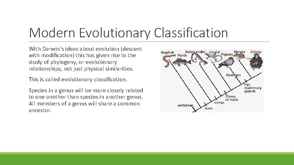 Modern Evolutionary Classification With Darwin’s ideas about evolution (descent with modification) this has given