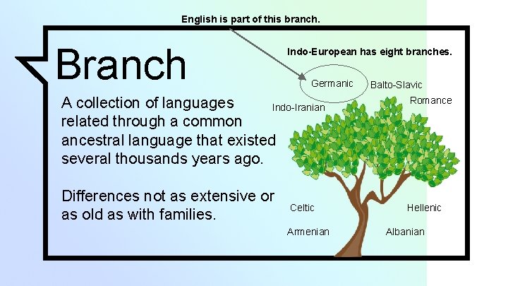 English is part of this branch. Branch Indo-European has eight branches. Germanic A collection