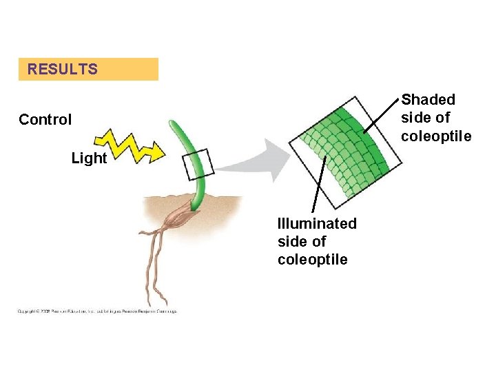 RESULTS Shaded side of coleoptile Control Light Illuminated side of coleoptile 