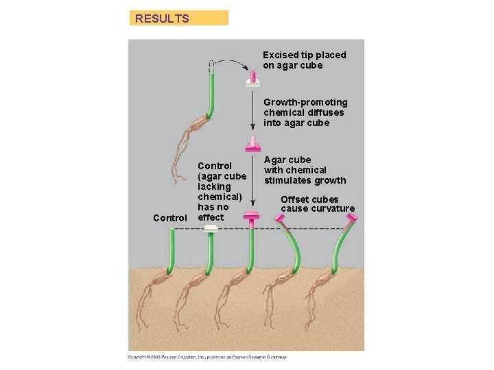 RESULTS Excised tip placed on agar cube Growth-promoting chemical diffuses into agar cube Control