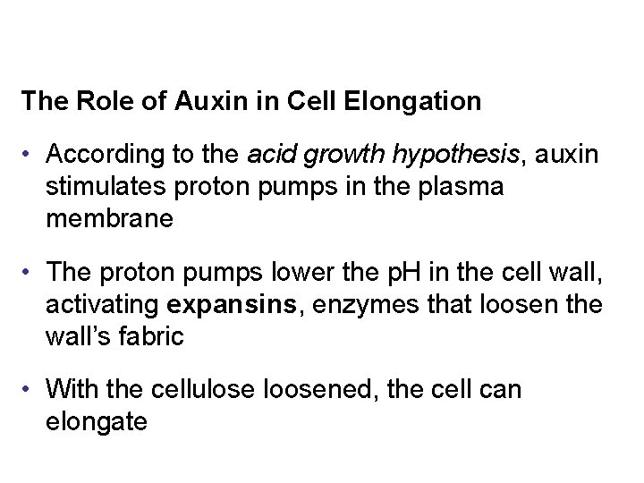 The Role of Auxin in Cell Elongation • According to the acid growth hypothesis,
