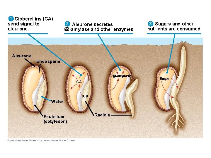 1 Gibberellins (GA) send signal to aleurone. 2 Aleurone secretes -amylase and other enzymes.
