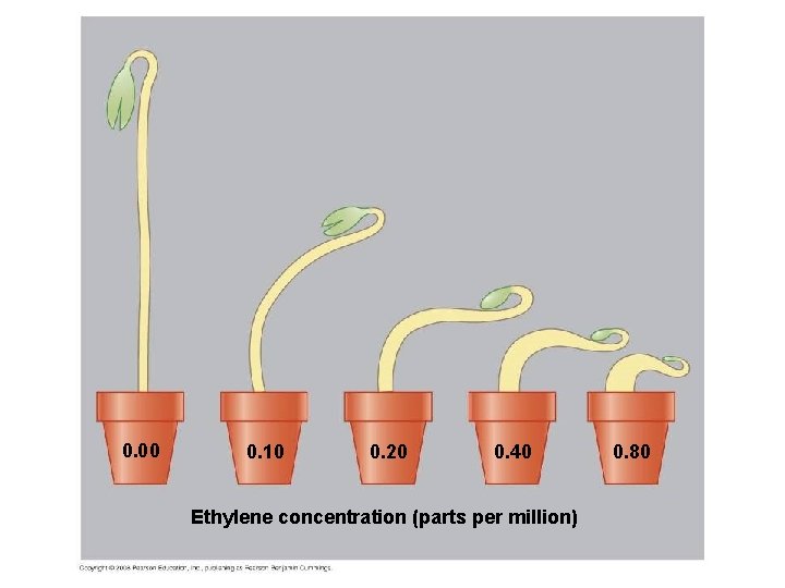 0. 00 0. 10 0. 20 0. 40 Ethylene concentration (parts per million) 0.