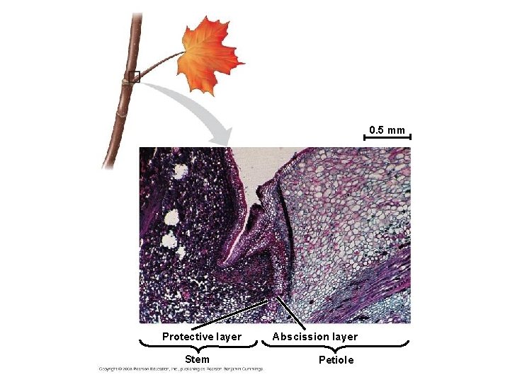 0. 5 mm Protective layer Stem Abscission layer Petiole 