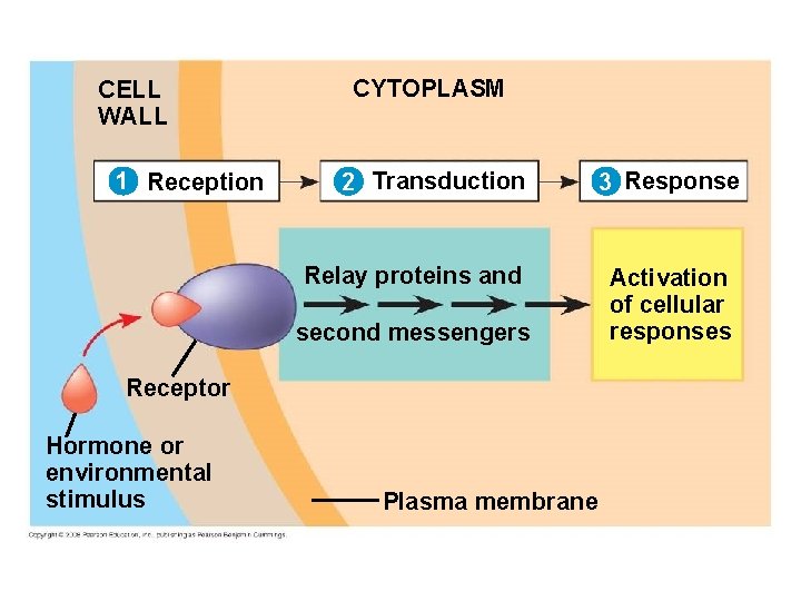 CELL WALL 1 Reception CYTOPLASM 2 Transduction Relay proteins and second messengers Receptor Hormone