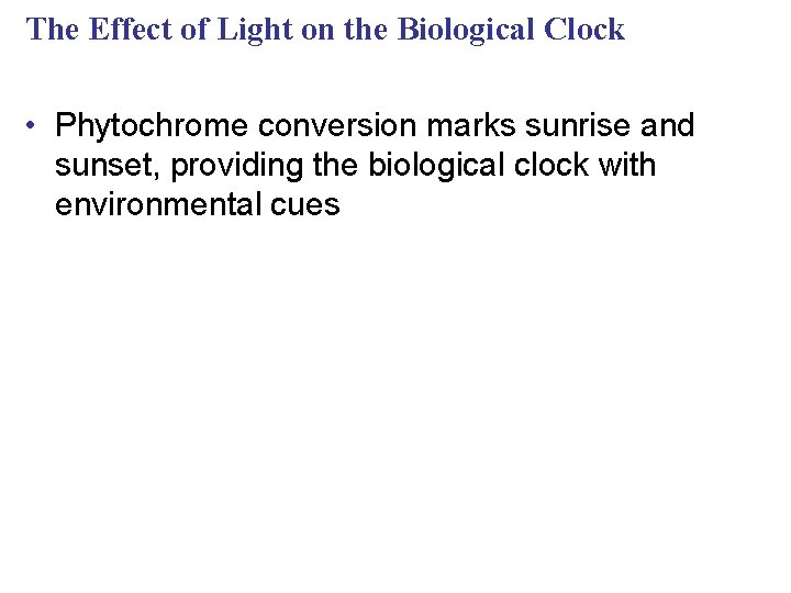 The Effect of Light on the Biological Clock • Phytochrome conversion marks sunrise and