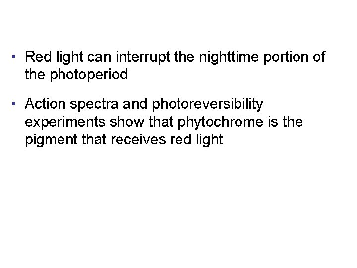  • Red light can interrupt the nighttime portion of the photoperiod • Action