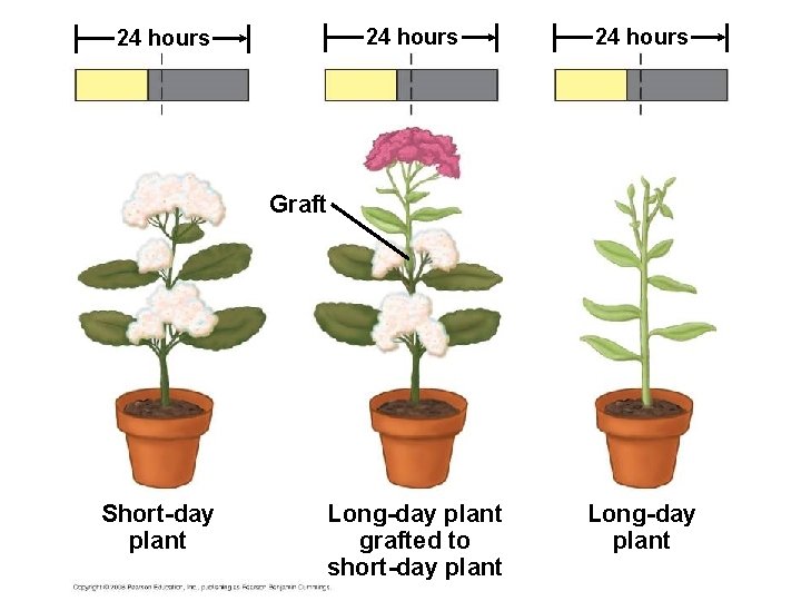 24 hours Long-day plant grafted to short-day plant Long-day plant 24 hours Graft Short-day