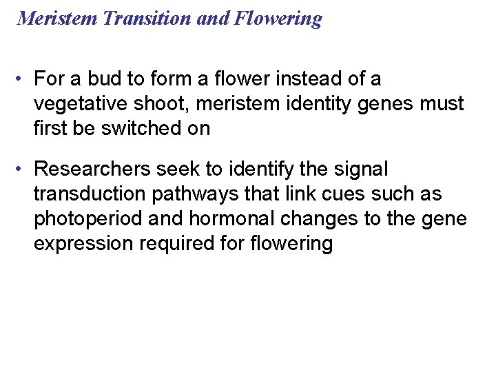 Meristem Transition and Flowering • For a bud to form a flower instead of
