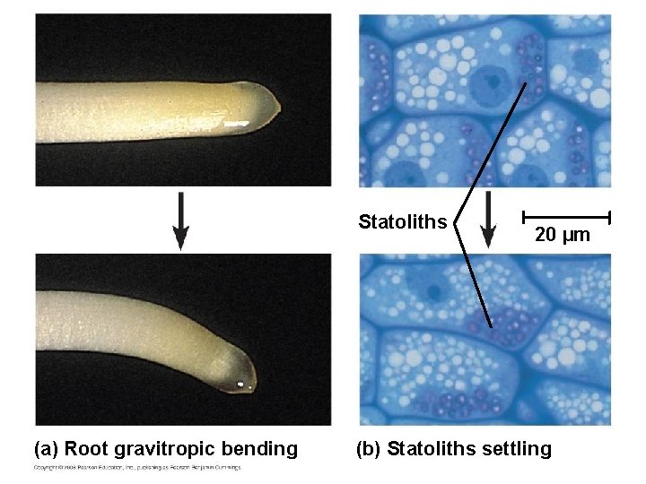 Statoliths (a) Root gravitropic bending 20 µm (b) Statoliths settling 